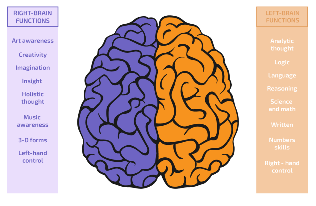 The two brain parts and their functions
